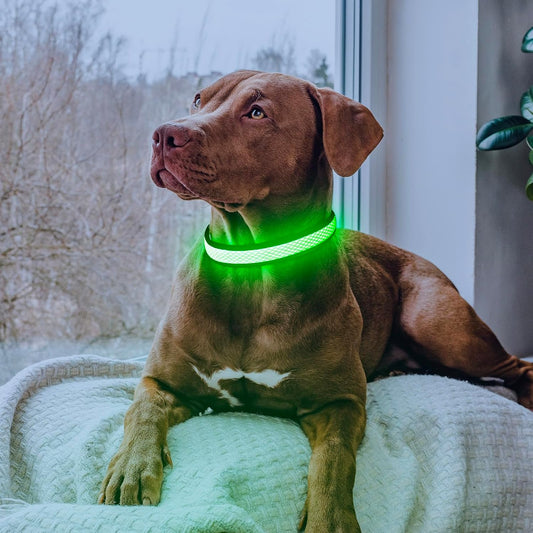 Safety Dog LED Collar